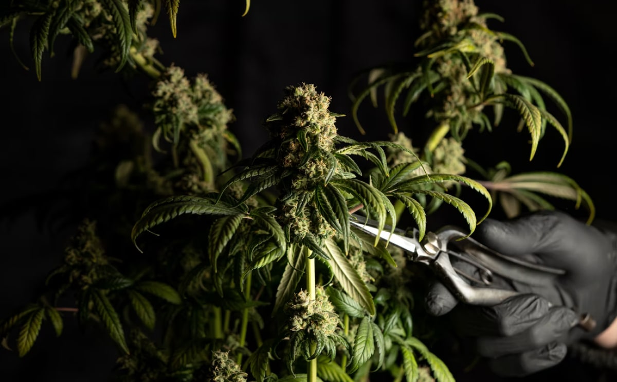 Person learning about safe and responsible medical cannabis use for wellness, dosing, and safety best practices
