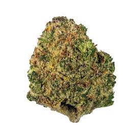 Chocolate OG cannabis strain premium flower