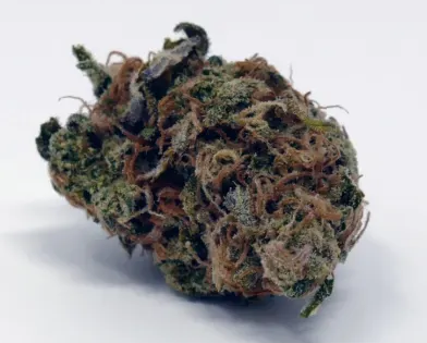 Critical Plus 2.0 Weed Strain