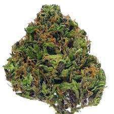 Lionheart cannabis strain premium flower