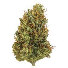 Pineapple thai cannabis strain premium flower