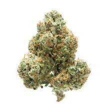 White knight cannabis strain premium flower