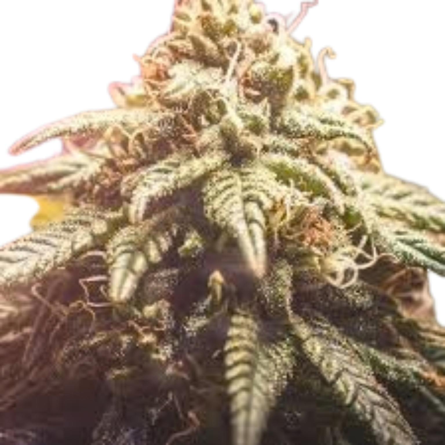 Premium Cannabis Buds – 420 Pharma