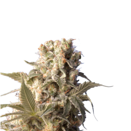 AK-47 cannabis buds premium flower