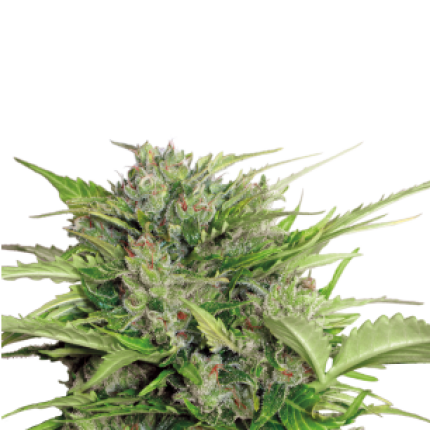 Auto AK-47 cannabis buds premium autoflower flower