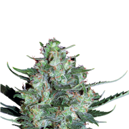 Auto White Russian cannabis buds premium autoflower flower