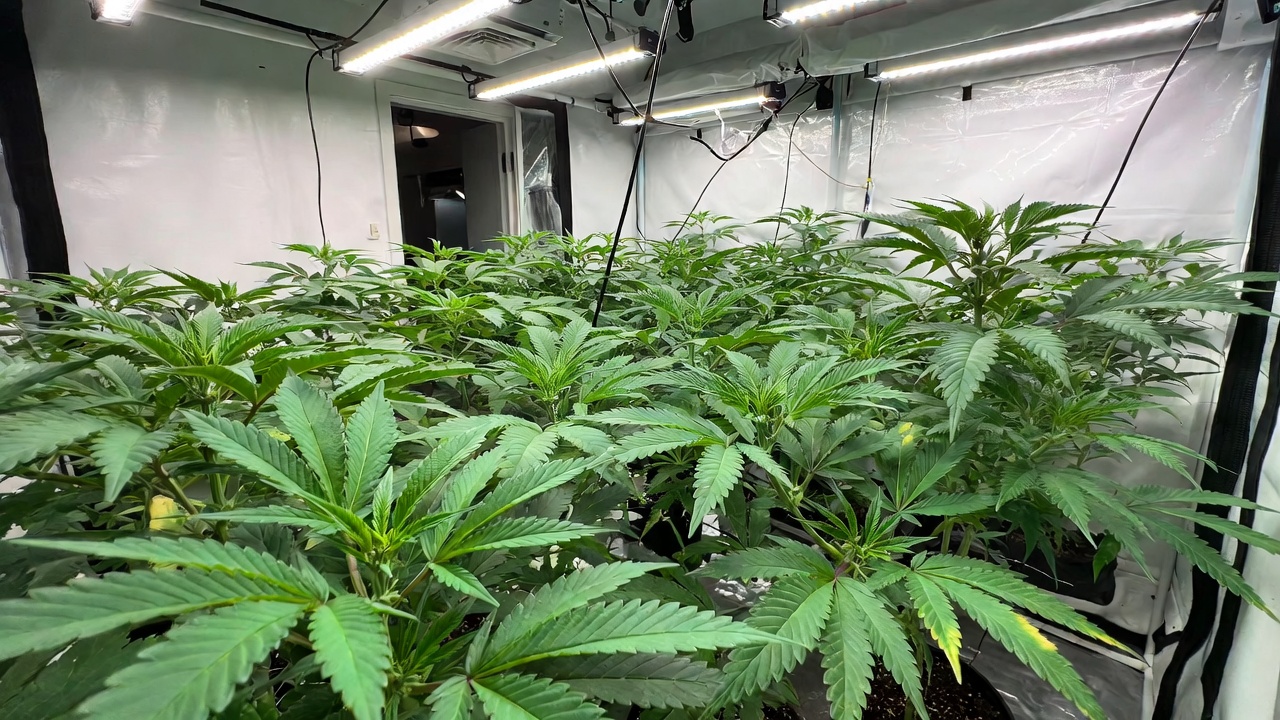 Complete beginner’s guide to indoor cannabis growing