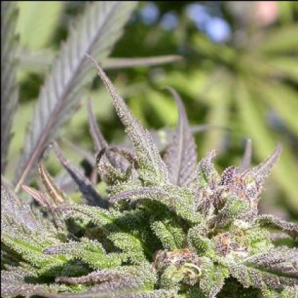 Biddy Early cannabis buds premium flower