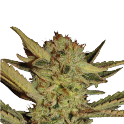 Bubble Gum cannabis buds premium flower with sweet aroma