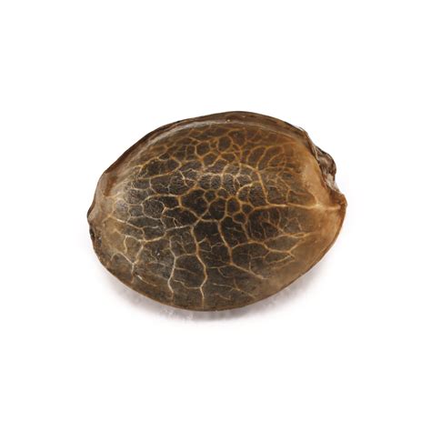 Premium cannabis seeds high quality genetics