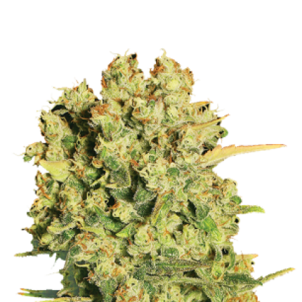 Chronic cannabis buds premium flower