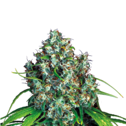 Double Dutch hybrid cannabis buds premium flower