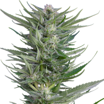 Fruity Durban sativa dominant cannabis buds premium flower with fruity aroma