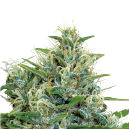 Kali Bubba hybrid cannabis buds premium flower