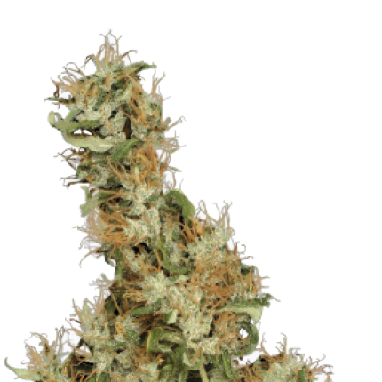 Kali Mist sativa dominant cannabis buds premium flower by Serious Seeds