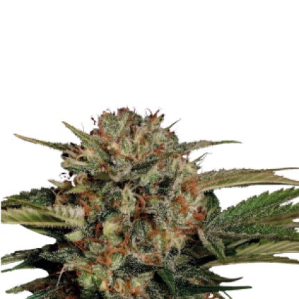 Motavation indica dominant cannabis buds premium flower by Serious Seeds