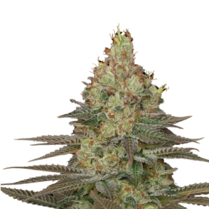Seriosa hybrid cannabis buds premium flower by Serious Seeds high resin