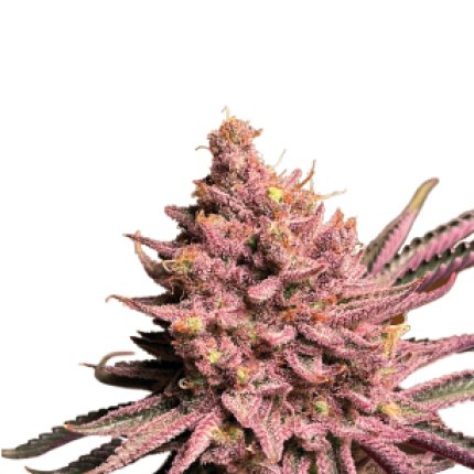 Seriotica premium cannabis buds high resin hybrid flower