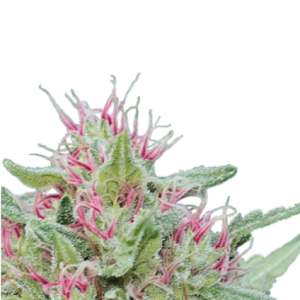 Serious 6 sativa dominant cannabis buds premium flower fast flowering