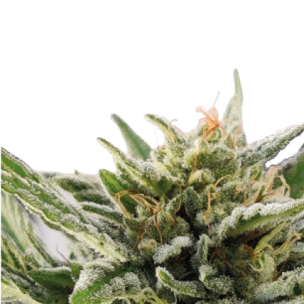 Serious 7 balanced hybrid cannabis buds premium flower by Serious Seeds