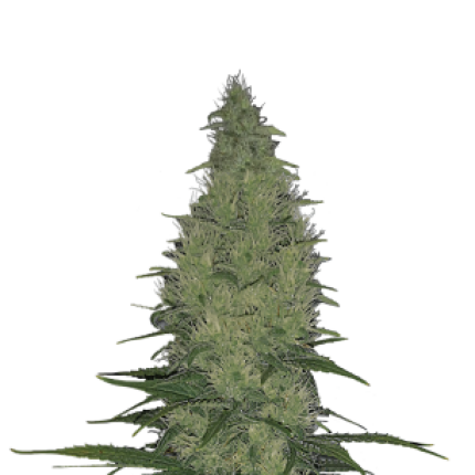 Serious Happiness hybrid cannabis buds premium flower with balanced effects