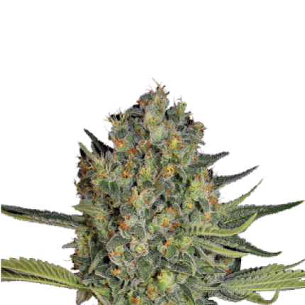 Serious Kush indica cannabis buds premium flower by Serious Seeds
