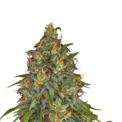 Strawberry AK sativa dominant cannabis buds premium flower with sweet strawberry aroma