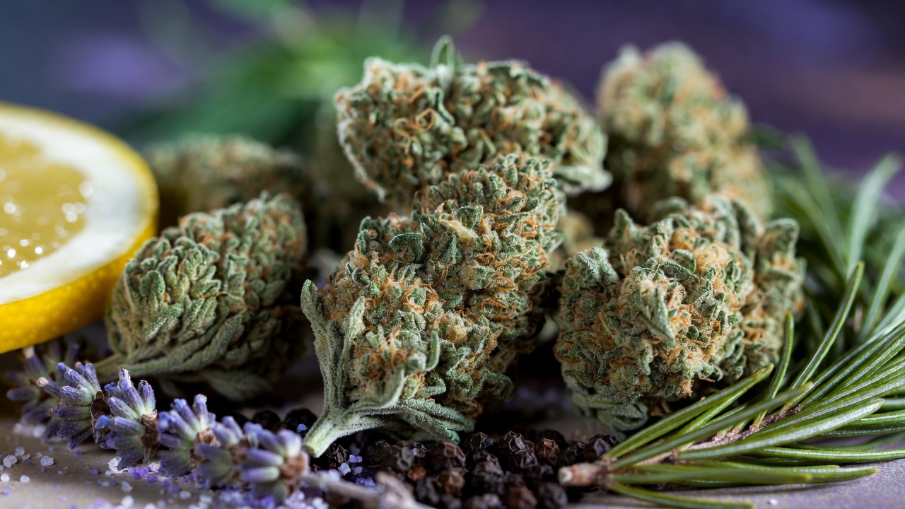 Understanding terpenes and the entourage effect in cannabis