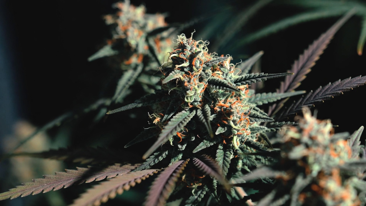 Top 10 Best THC Strains for 2026