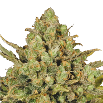 Warlock indica dominant cannabis buds premium flower by Serious Seeds