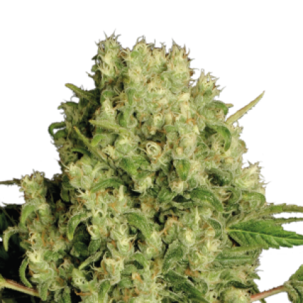 White Russian cannabis buds premium flower